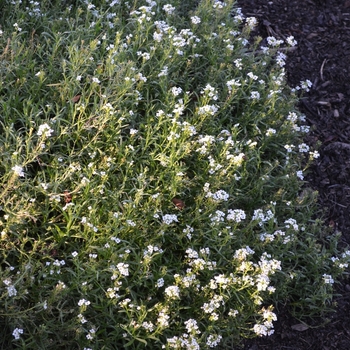 Lobularia ''Inlbuwikni'' PP25210, Can 4780 (Sweet Alyssum) - White Knight® Sweet Alyssum