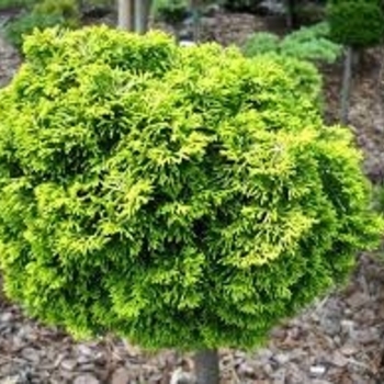 Chamaecyparis obtusa ''Butter Ball'' (Hinoki Cypress) - Butter Ball Hinoki Cypress