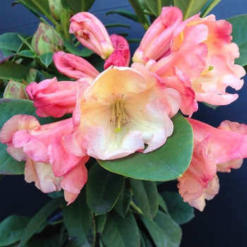Rhododendron - 'Honey Butter'