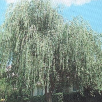 Salix x blanda (Wisconsin Weeping Willow) - Wisconsin Weeping Willow