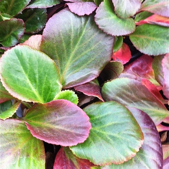Heartleaf Bergenia