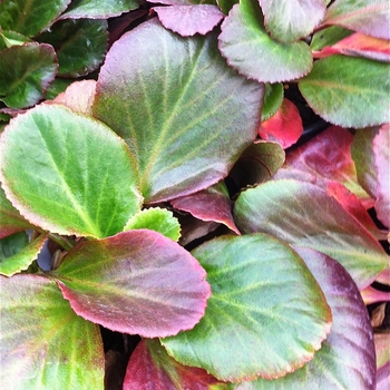 Bergenia 'Bressingham Ruby' - Heartleaf Bergenia