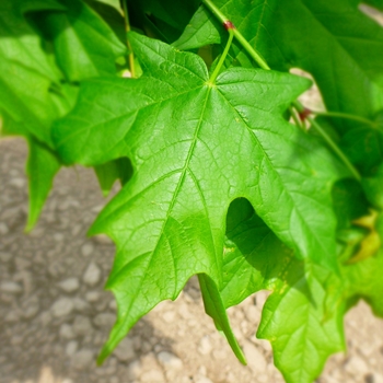 Acer saccharum 'Legacy' - Legacy® Sugar Maple