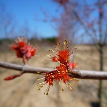 Acer rubrum ''Burgundy Belle®'' ''Magnificent Magenta'' PP7222 (Red Maple) - Burgundy Belle® Red Maple