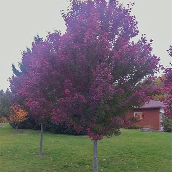 Acer rubrum ''Brandywine'' (Red Maple) - Brandywine Red Maple