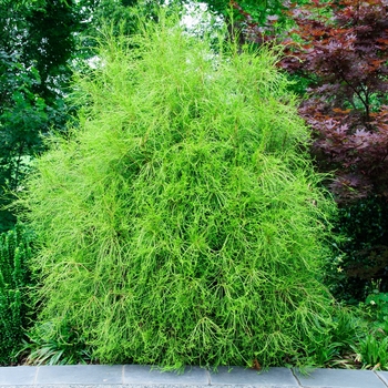 Thuja orientalis ''Franky Boy'' (Oriental Arborvitae) - Franky Boy Oriental Arborvitae