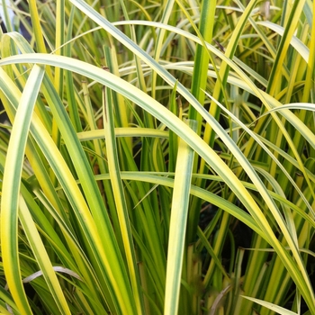 Acorus gramineus 'Ogon' - Golden Variegated Sweet Flag