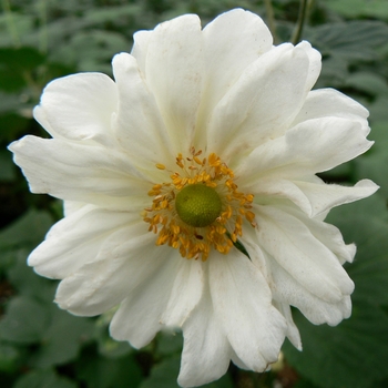 Anemone hybrida 'Whirlwind' - Japanese Anemone