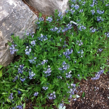 Amsonia 'Blue Ice' - Blue Star