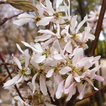 Amelanchier x grandiflora ''Robin Hill'' (Robin Hill Serviceberry) - Robin Hill Robin Hill Serviceberry