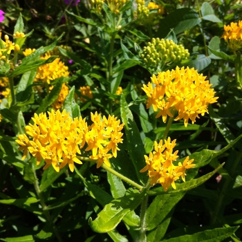 Asclepias tuberosa 'Hello Yellow' - Butterfly Milkweed