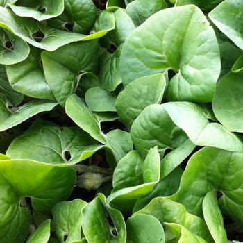 Asarum canadense (Wild Ginger) - Wild Ginger