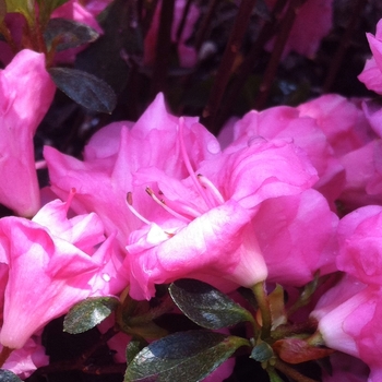 Rhododendron Gable hybrid - 'Rosebud' Azalea