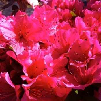 Rhododendron Girard hybrid - 'Girard's Renee Michelle' Azalea