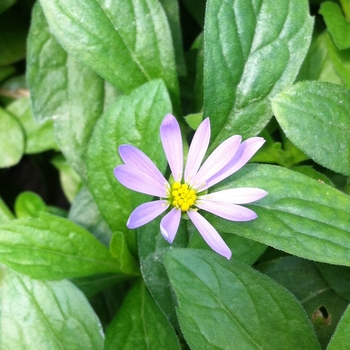 Boltonia asteroides var. latisquama 'Jim Crocket' - Bolton's Aster