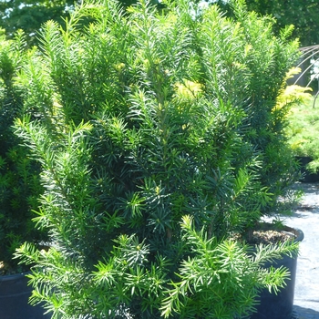 Hicksii Yew
