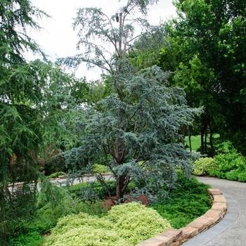 Cedrus atlantica 'Glauca' - Blue Atlas Cedar