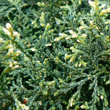 Chamaecyparis obtusa 'Mariesii' - Mariesii Hinoki Falsecypress