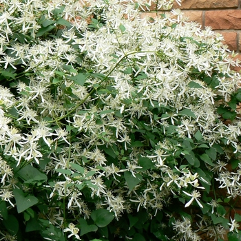 Clematis paniculata - Sweet Autumn Clematis