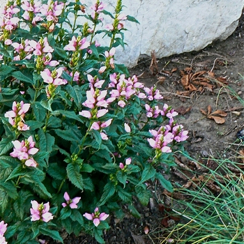 Chelone lyonii 'Hot Lips' - Pink Turtlehead