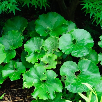 Farfugium japonicum 'Crispatum' - Crested Leopard Plant