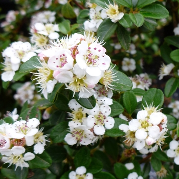 Cotoneaster dammeri 'Coral Beauty' - Coral Beauty Cotoneaster