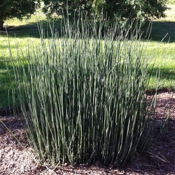 Equisetum hyemale (Scouring Rush) - Scouring Rush