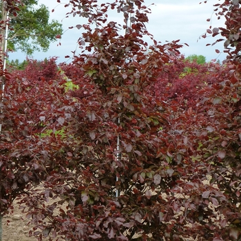 Fagus sylvatica 'Riversii' - River's Beech