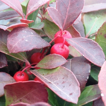 Gaultheria procumbens (Wintergreen) - Wintergreen