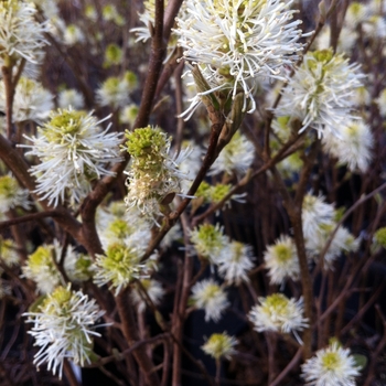 Fothergilla major 'Mount Airy' - Mount Airy Fothergilla