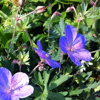 Geranium 'Johnson's Blue' - Cranesbill