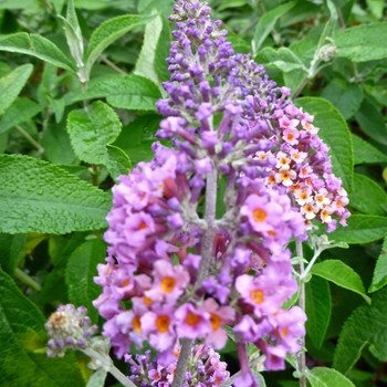 Buddleia x weyeriana ''Bicolor'' (Butterfly Bush) - Bicolor Butterfly Bush