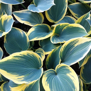 Hosta ''First Frost'' (Hosta, Plantain Lily) - First Frost Hosta, Plantain Lily