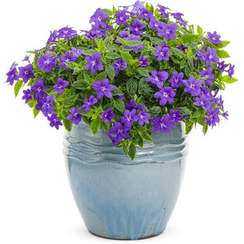 Browallia ''UNHBR12'' (Bush Violet) - Endless™ Illumination