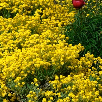 Alyssum saxatile 'Compacta' - Basket of Gold