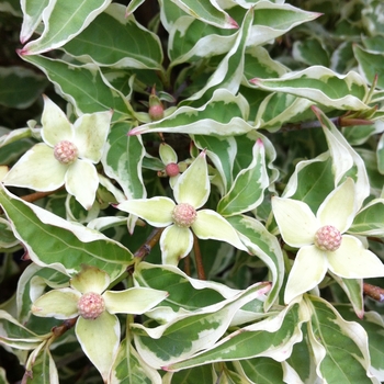 Cornus kousa 'Wolf Eyes' - Wolf Eyes Chinese Flowering Dogwood