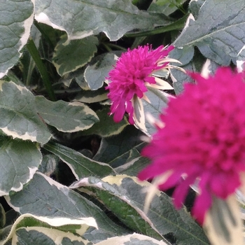 Knautia macedonica ''Thunder and Lightning'' (Knautia) - Thunder and Lightning Knautia