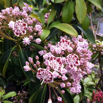 Kalmia latifolia ''Carousel'' (Carousel Mountain Laurel) - Carousel Carousel Mountain Laurel