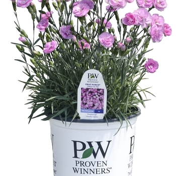 Dianthus ''Sweetie Pie'' USPP27989, Can PBRAF (Pinks) - Fruit Punch® Sweetie Pie