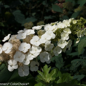 Hydrangea quercifolia ''JoAnn'' PP27879 Can 5639 (Oakleaf hydrangea) - Gatsby Pink® Oakleaf hydrangea