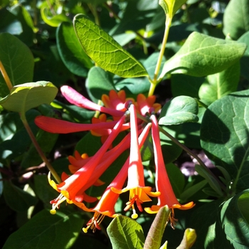 Lonicera x brownii ''Dropmore Scarlet'' (Trumpet Honeysuckle) - Dropmore Scarlet Trumpet Honeysuckle