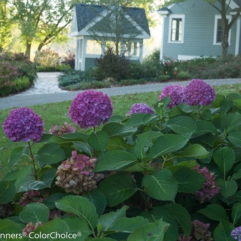 Hydrangea macrophylla ''SMNHMSIGMA'' PP26929 Can 5628 (Reblooming Hydrangea) - Let''s Dance® Rave®