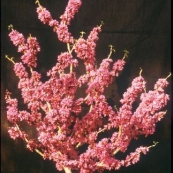 Cercis chinensis ''Don Egolf'' (Redbud) - Don Egolf Redbud