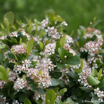 Aronia melanocarpa ''UCONNAM165'' PP28789 CBRAF - Low Scape Mound® Chokeberry