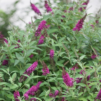 Buddleia ''Miss Molly' ' - Butterfly Bush 