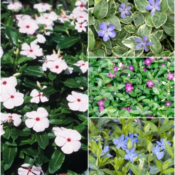 Vinca (Assorted Vinca Vine, Myrtle) - Assorted Vinca Vine, Myrtle