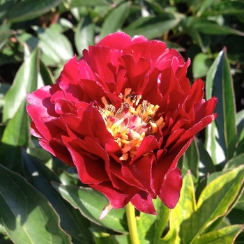 Paeonia ''Buckeye Belle'' (Peony) - Buckeye Belle Peony