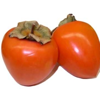 Diospyros kaki ''Hachiya'' (Persimmon) - Hachiya Persimmon