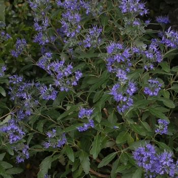 Caryopteris x clandonensis ''CT-9-12'' PP27426, Can 5414 (Bluebeard) - Beyond Midnight® Bluebeard