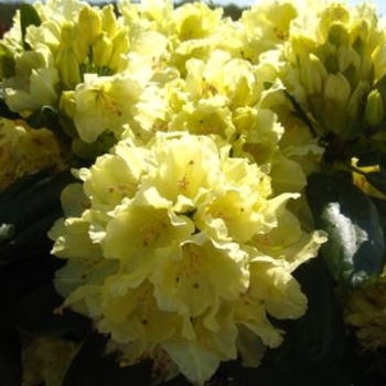 Rhododendron David Leach hybrid - 'Capistrano'